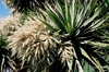 NZ Cabbage Tree